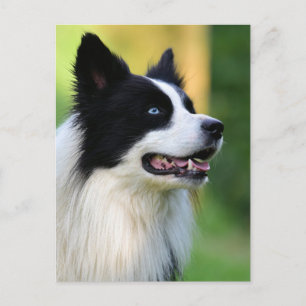 Schwarz-Weiß-Grenz-Hund Postkarte