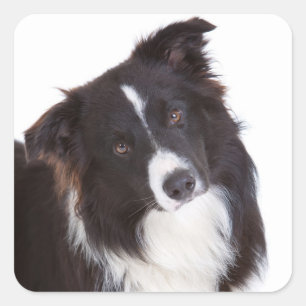 Schwarz-Weiß-Grenz-Hund Quadratischer Aufkleber