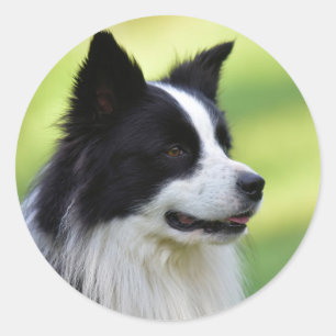 Schwarz-Weiß-Grenz-Hund Runder Aufkleber