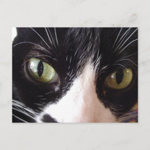 Schwarz-Weiß-Grüne Mit Augen Katze Postkarte