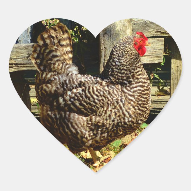 Schwarz-Weiß-Huhn Herz-Aufkleber (Vorderseite)