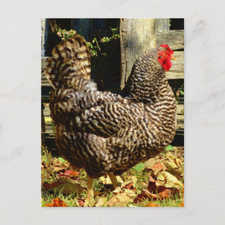 Schwarz-Weiß-Huhn Postkarte