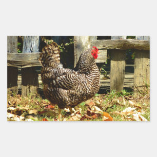 Schwarz-Weiß-Huhn Rechteckiger Aufkleber