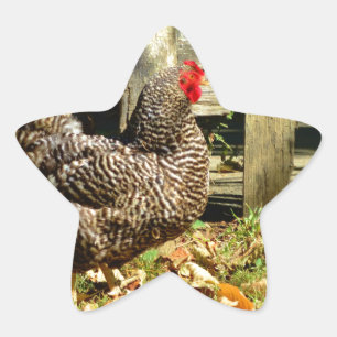 Schwarz-Weiß-Huhn Stern-Aufkleber