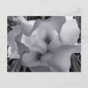 Schwarz-Weiß-Iris-Postkarte Postkarte