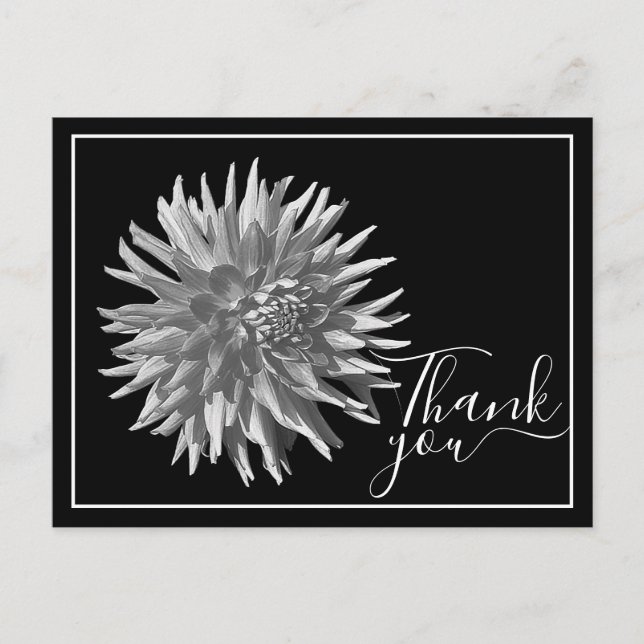 Schwarz/Weiß Kaktus Dahlia Schwarz Hintergrund Vie Postkarte (Vorderseite)