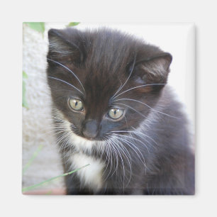 Schwarz-Weiß-Kätzchen-Foto Magnet