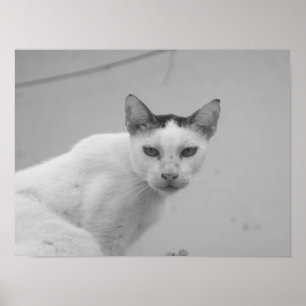 Schwarz-Weiß - Katze 02 Poster