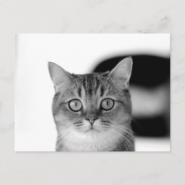 Schwarz-Weiß-Katze, die Sie direkt anschaut Postkarte (Vorderseite)