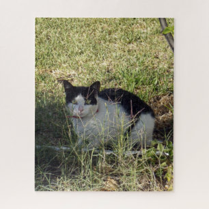Schwarz-Weiß-Katze im Garten,