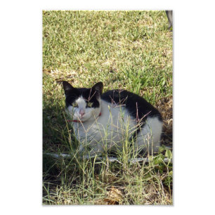 Schwarz-Weiß-Katze im Garten, Fotodruck