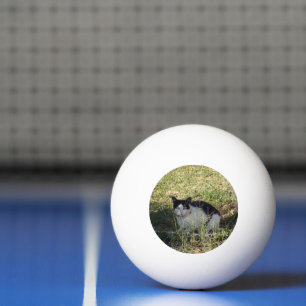 Schwarz-Weiß-Katze im Garten, Tischtennisball