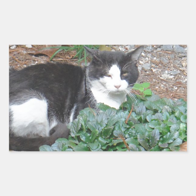 Schwarz-Weiß-Katze im Grünen Rechteckiger Aufkleber (Vorderseite)