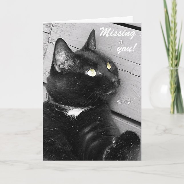 Schwarz-Weiß-Katze-Karte "Vermisst du" Karte (Vorderseite)