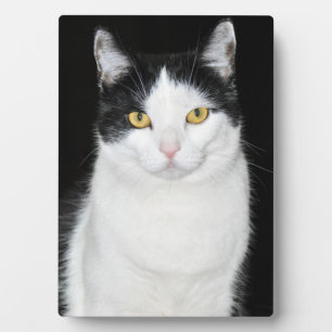 Schwarz-Weiß-Katze-Portrait Fotoplatte