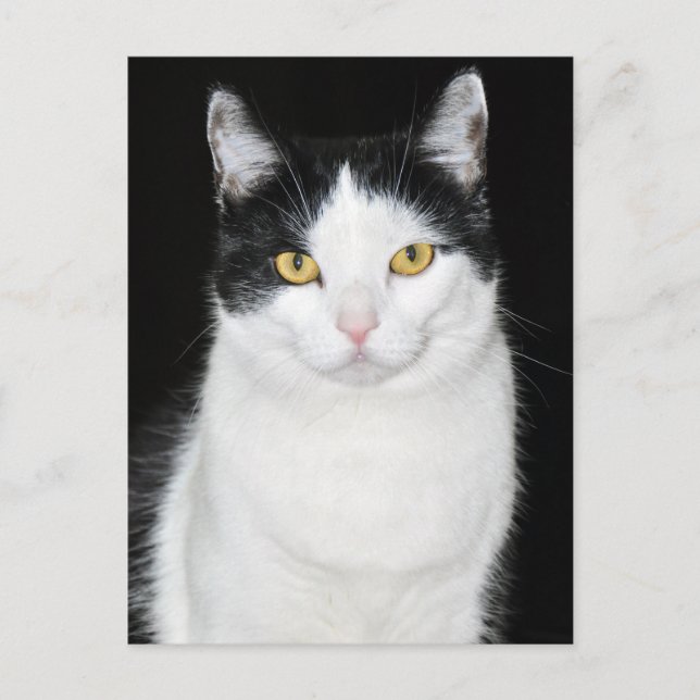 Schwarz-Weiß-Katze-Portrait Postkarte (Vorderseite)
