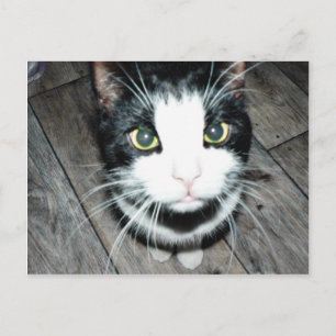 Schwarz-Weiß-Katze Postkarte