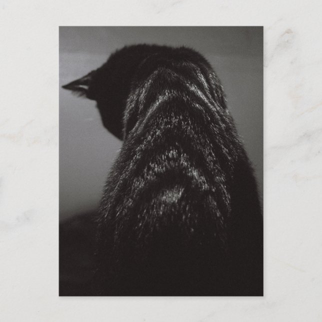 Schwarz-Weiß-Katze Postkarte (Vorderseite)