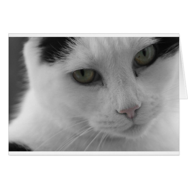 Schwarz-Weiß-Katzen im Gesicht (Vorderseite (Horizontal))