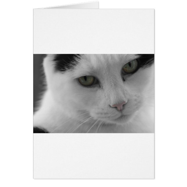 Schwarz-Weiß-Katzen im Gesicht (Vorne)