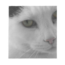 Schwarz-Weiß-Katzen im Gesicht