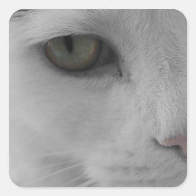 Schwarz-Weiß-Katzen im Gesicht Quadratischer Aufkleber (Vorderseite)
