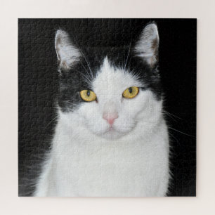 Schwarz-Weiß-Katzenporträt
