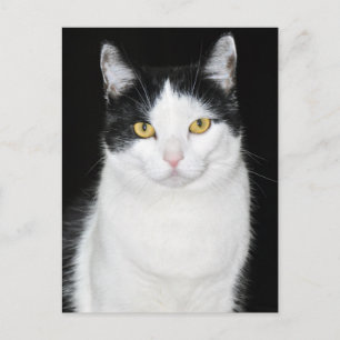Schwarz-Weiß-Katzenporträt Postkarte