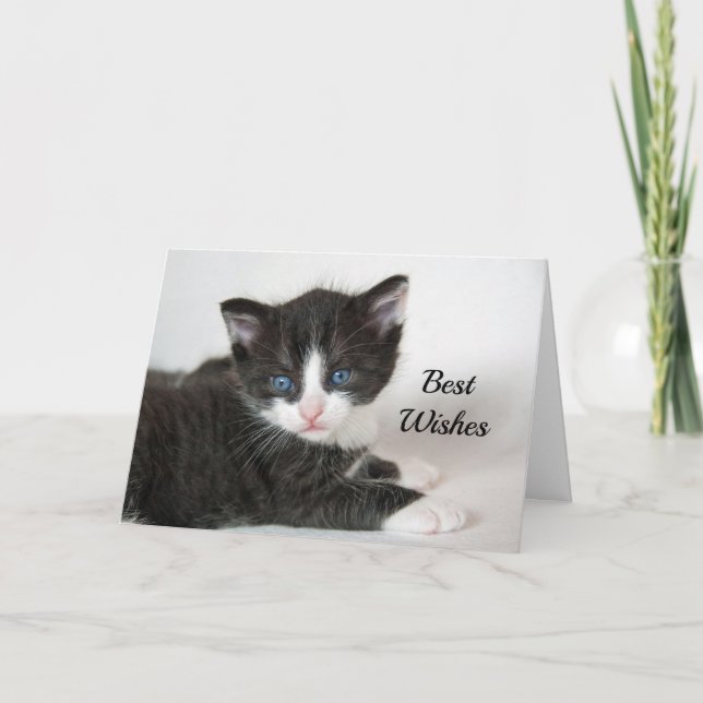 Schwarz-weiß Kitten Herzlichen Glückwunsch Hochzei Karte (Vorderseite)