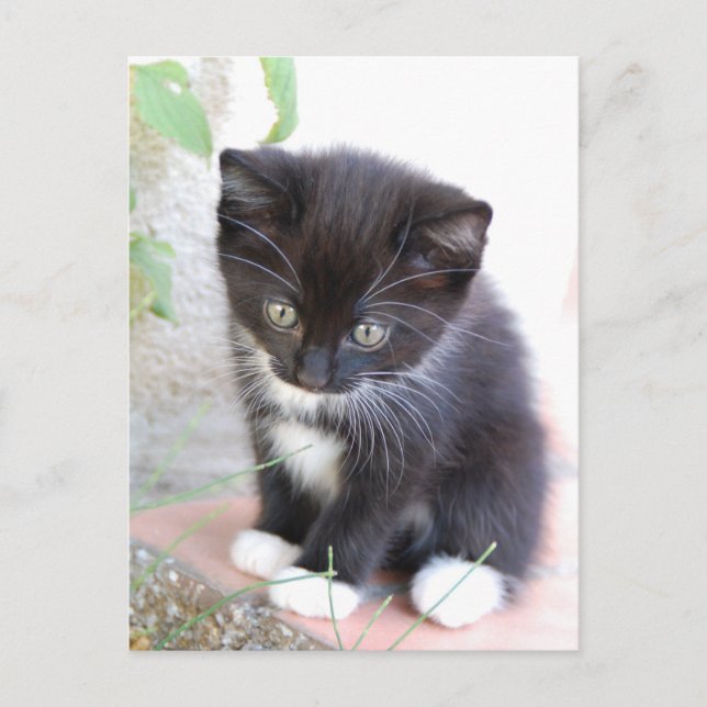 Schwarz-Weiß-Kitten Postkarte (Vorderseite)