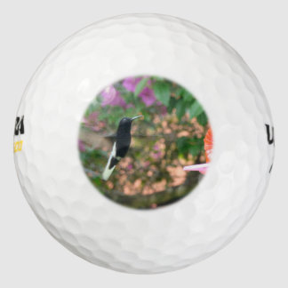 Schwarz-Weiß-Kolibri, der an einem Zubringer flieg Golfball