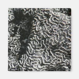Schwarz-Weiß-Koralle I Abstrakte Naturfotografie Magnet