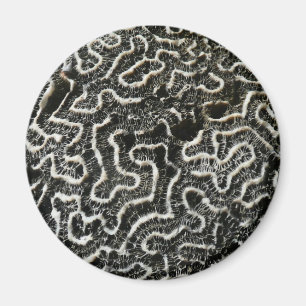 Schwarz-Weiß-Koralle II Abstrakte Naturfotografie Magnet