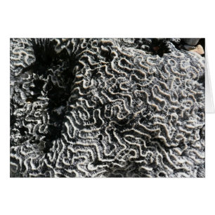 Schwarz-Weiß-Korallen I Abstrakt-Natur-Foto