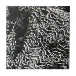 Schwarz-Weiß-Korallen I Abstrakt-Natur-Foto Fliese