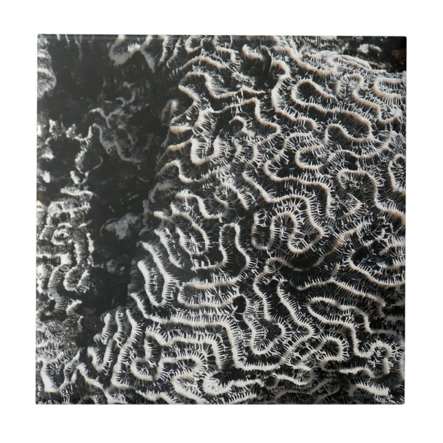 Schwarz-Weiß-Korallen I Abstrakt-Natur-Foto Fliese (Vorderseite)