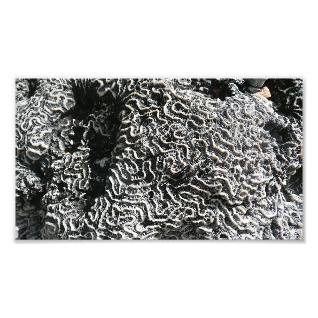Schwarz-Weiß-Korallen I Abstrakt-Natur-Foto Fotodruck (Vorne)