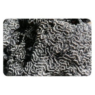 Schwarz-Weiß-Korallen I Abstrakt-Natur-Foto Magnet