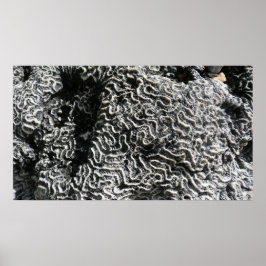 Schwarz-Weiß-Korallen I Abstrakt-Natur-Foto Poster