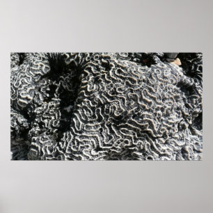 Schwarz-Weiß-Korallen I Abstrakt-Natur-Foto Poster