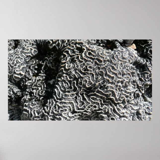 Schwarz-Weiß-Korallen I Abstrakt-Natur-Foto Poster (Vorne)