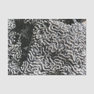 Schwarz-Weiß-Korallen I Abstrakt-Natur-Foto Seidenpapier