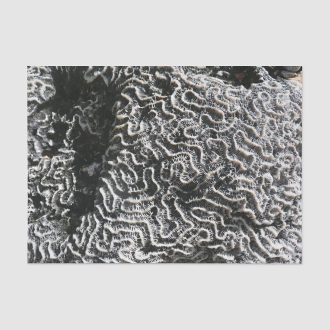 Schwarz-Weiß-Korallen I Abstrakt-Natur-Foto Seidenpapier (Vorderseite)