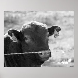 Schwarz-Weiß-Kuh hinter Barbed Wire Fence 16x20 Poster