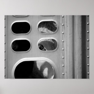 Schwarz-Weiß-Kuh mit Blick durch einen LKW 16x20 Poster