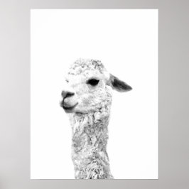 Schwarz-Weiß-Lama-Zuchtportrait Poster