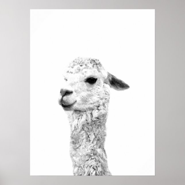 Schwarz-Weiß-Lama-Zuchtportrait Poster (Vorne)