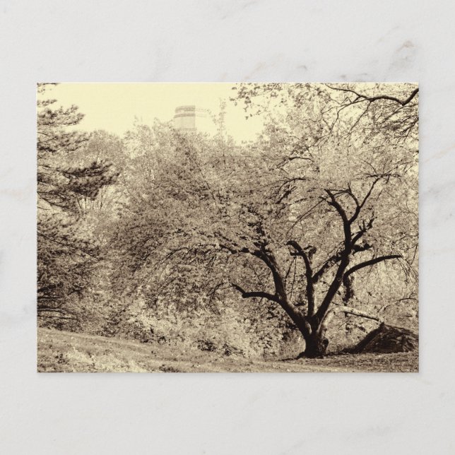 Schwarz-Weiß-Landschaft Winterbaum im Zentrum von  Postkarte (Vorderseite)