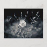 Schwarz-Weiß-Leuchte Fotografie