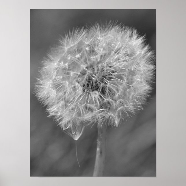 Schwarz-Weiß-Leuchter-Blumenfotografie Poster (Vorne)